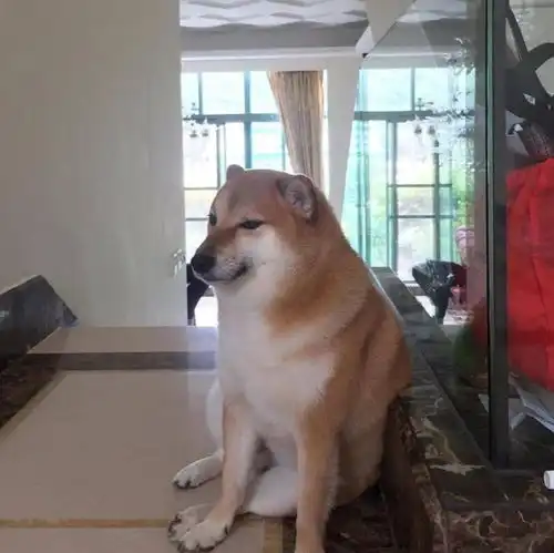 柴犬波子手术中去世粉丝遍布全球,很多人都存过它的表情包