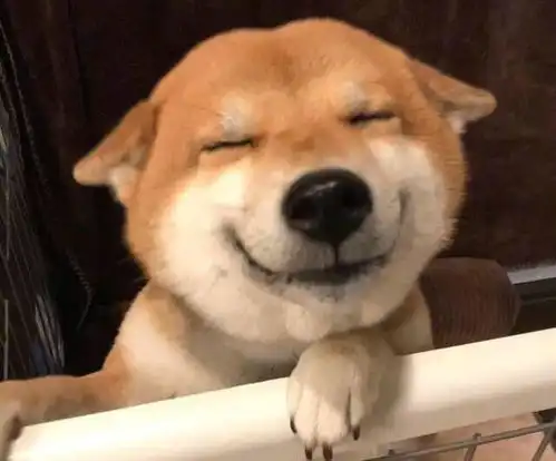  柴犬对人笑容甜美,对其他狗狗它可没这么客气