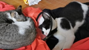  放假回家,我家猫看我这是什么表情