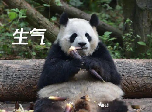  用熊猫表情包,请认准有黑眼圈的