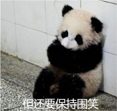 最近很火的表情包熊猫伤