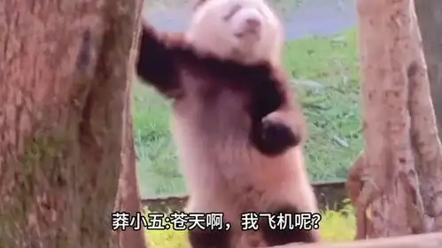  第一次在大熊猫的脸上看到痛不欲生的表情莽小五抚树仰天大哭