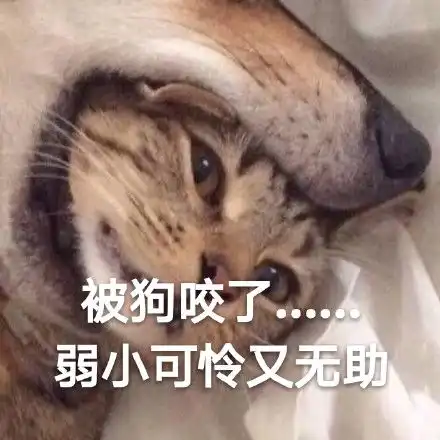 一组喵星人斗图表情包