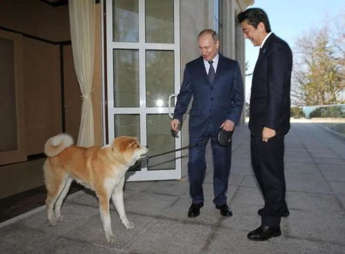 日本土狗柴犬,为什么能成为我们表情包里不可或缺的存在