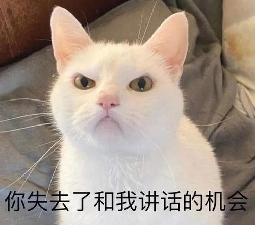  猫猫表情包你失去了和我说话的机会