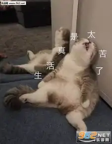  生活真是太苦了表情包试图抓住爱情表情包下载乐游网游戏下载
