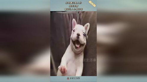  呆萌蠢汪星人的,搞笑表情,瞬间让人心情好转