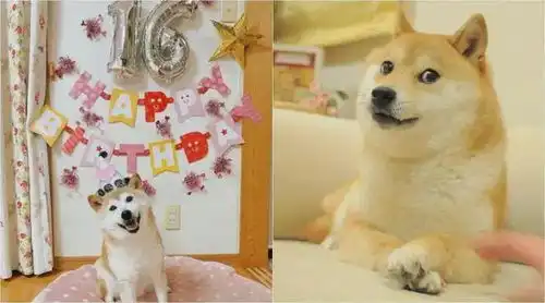  确诊白血病和肝病,神烦狗doge表情包原型病危