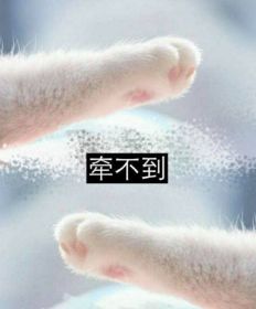  猫爪牵手成功表情包