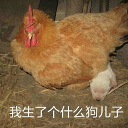  77张鸡表情包祝你鸡年大吉
