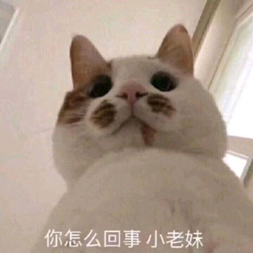 搞笑的表情图片大全沙雕