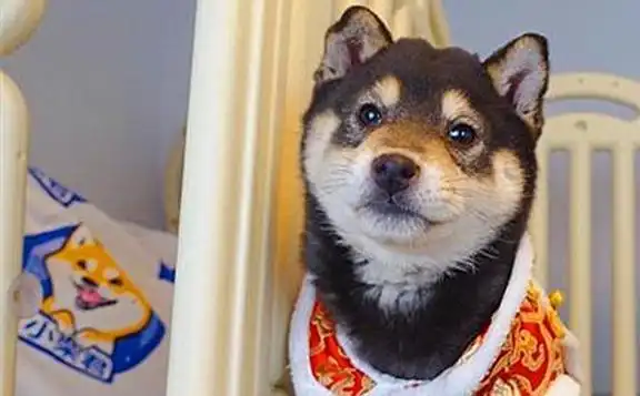  柴犬年老掉牙却成为表情包,主人每日悉心照料,只为给爱犬养老