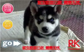  七夕送好礼犬舍促销中萌宠哈士奇西伯利亚雪橇犬冠军品质繁育