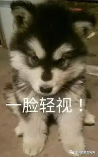  阿拉斯加表情包,阿拉粉斗图必备