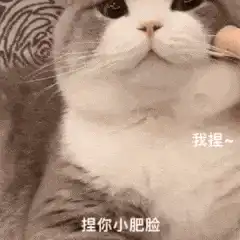  可爱萌宠表情包gif日常生活表情包