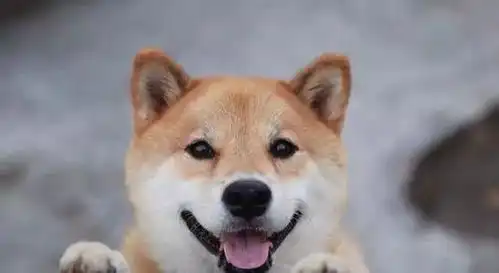  它们,不配在杭州活下去吗