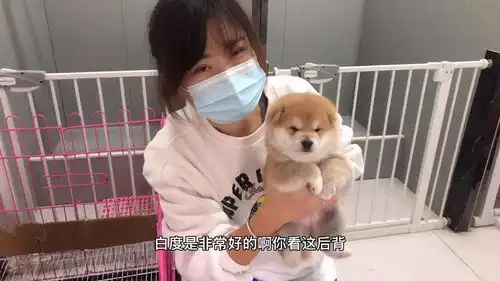  出生28天的小柴犬,拿在手里随手就能捏出表情包,怎么撸都不腻