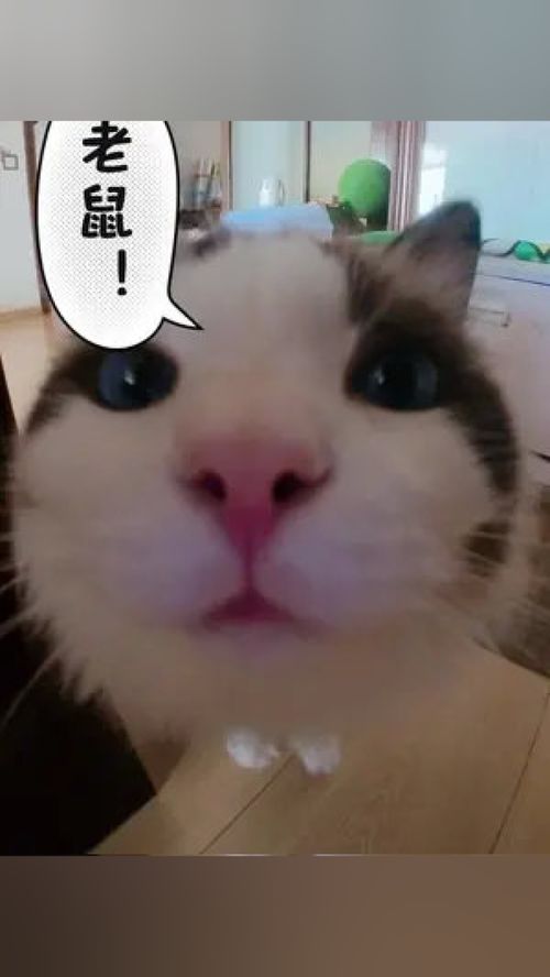  你被吃了仙女猫瞧这小眼神布偶猫可爱到爆炸铲屎官的乐趣