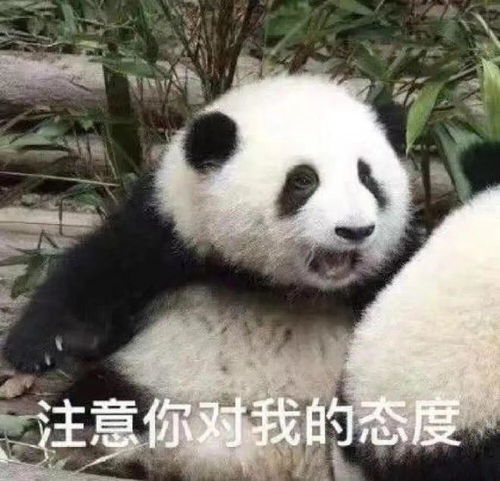  超可爱的熊猫表情包