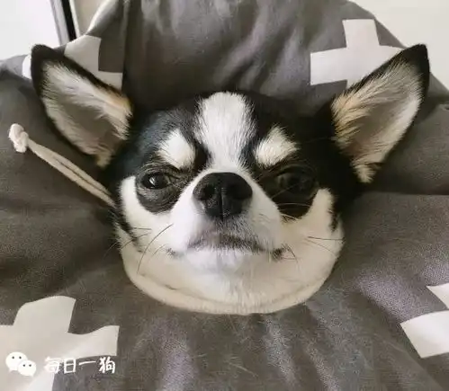  别看大哥长的小,大哥可是和哈士奇混一条道上的