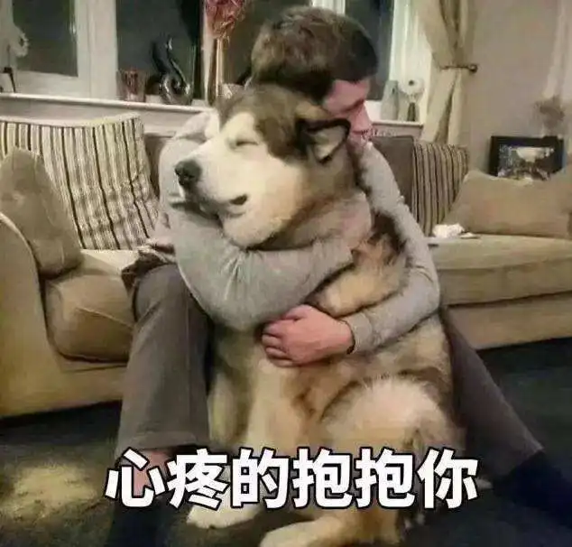 猩猩摊手表情包笑破肚皮