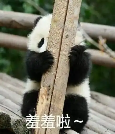  可爱的熊猫表情包合集