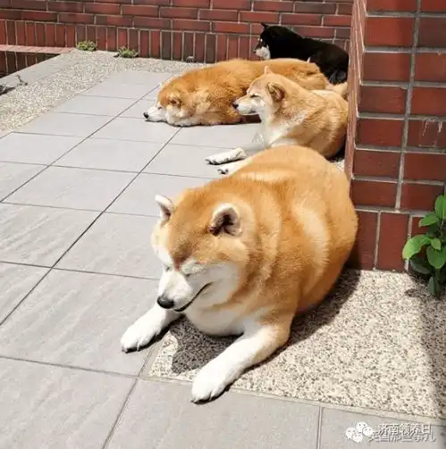  每天只吃一顿饭却仍然浑圆如猪,这只胖柴犬,可爱得让人心疼啊