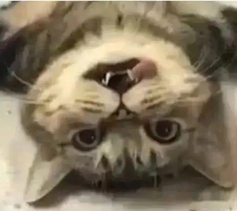  猫咪被拉去做绝育手术,面无表情躺在手术台上,一脸的万念俱灰
