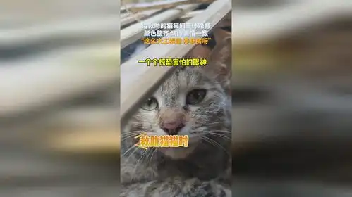  给救助的猫猫们集体绝育,颜色整齐动作表情一致,这么大工程量净身房呀