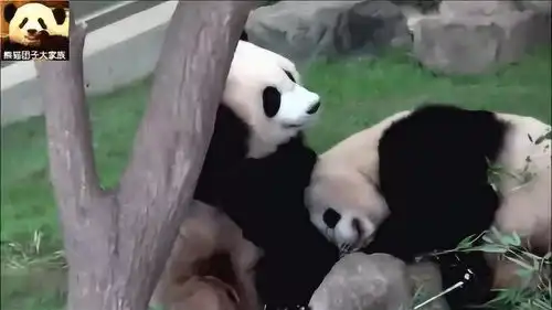  两只熊猫姐妹情深,打打闹闹,好欢乐