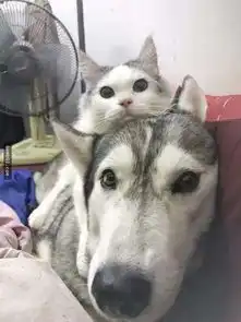  猫咪从小把狗头当沙发,长大后还是如此,狗子认命的表情笑呆了..