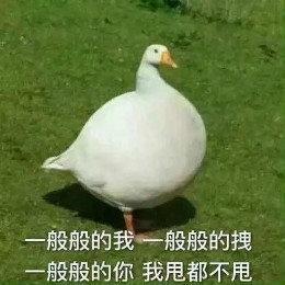  网红比心鸭子表情包哪里有最新最全比心鸭子表情包分享
