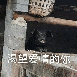  沙雕表情我恰柠檬