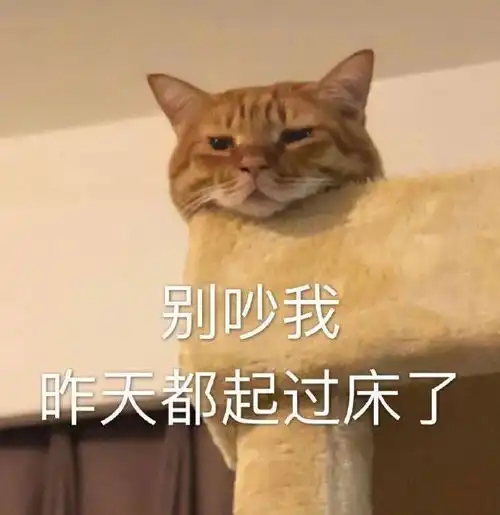  表情包你是在找我这个小可爱吗