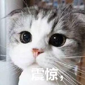 动漫猫咪卖萌表情包开心