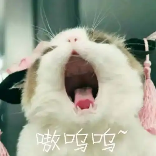  小猫咪能有什么坏心眼儿它只是不想让你好过而已