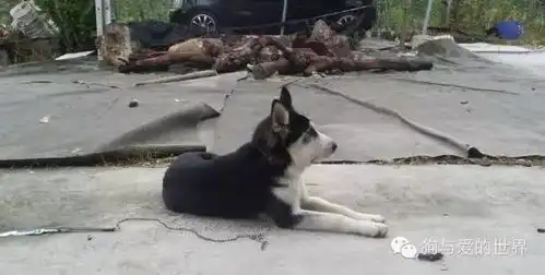  手机搜狐网