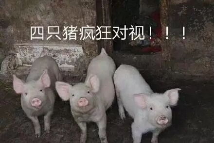 猪表情包动图爱啪