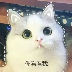 学科表情包猫咪