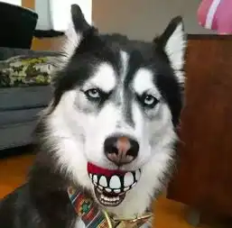 有了哈士奇,你就拥有了一个强大的表情包储备库 有了哈士奇,你就拥有了一个强大的表情包储备库