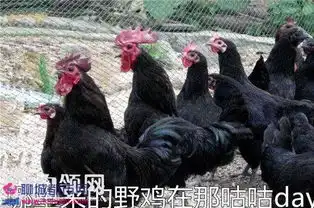  野鸡给自己加戏表情包2017鸡年搞笑公鸡表情包
