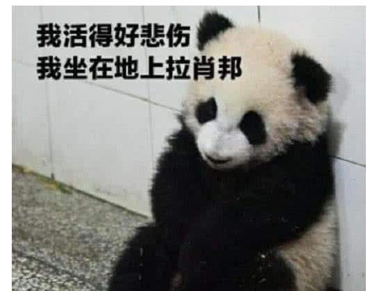  佛系熊猫火了我的内心毫无波澜,只是有点生无可恋