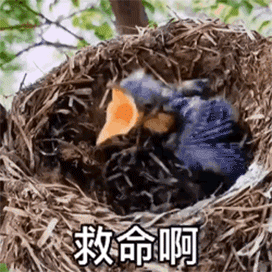  恋爱时和结婚后的区别有哪些gif