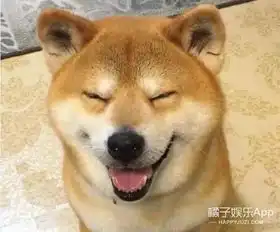  我的表情包柴犬去世了