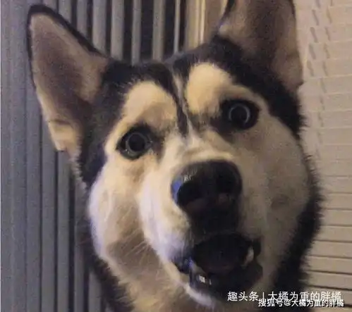 狗头图片表情包哈士奇老
