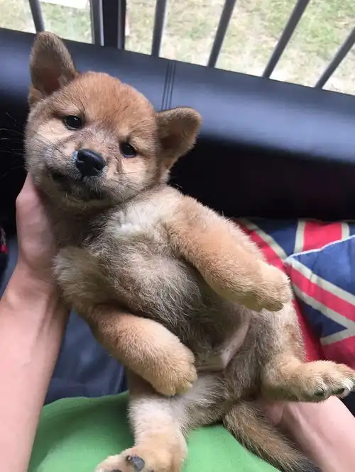  神doge养成记柴犬15天免费试养,21日截止,赶快报名吧