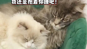  猫的报复心到底有多强小福最后的表情亮了