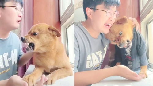  网红小胖科学家虐狗,直播威胁粉丝敢举报就把狗杀了