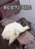  癞蛤蟆吃天鹅肉表情包图片癞蛤蟆想吃天鹅肉表情包下载乐游网游戏下载
