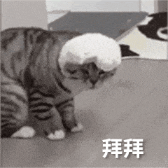  小猫咪不能讲脏话丨第966期喵表情包